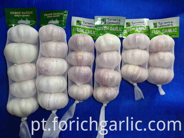 Normal White Garlic